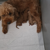 Cuccioli di barboncino toy