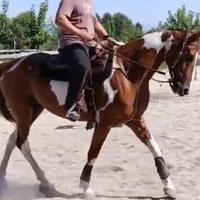 Cavallo paint