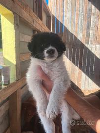 Cuccioli pastore della bucovina