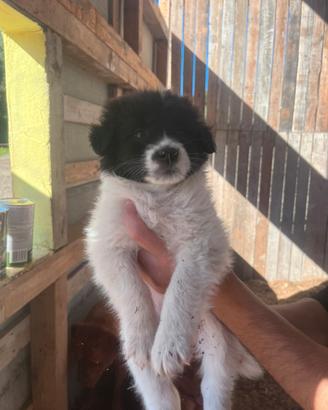 Cuccioli pastore della bucovina