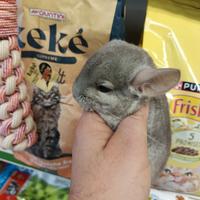 Cuccioli di cincillà beby