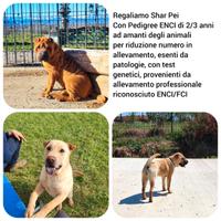 Ad amante animali cediamo sharpey