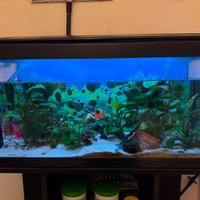 Acquario completo