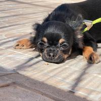 Chihuahua femmina nera e tan pelo lungo