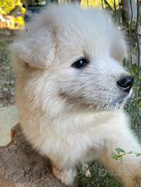 Cucciola meravigliosa