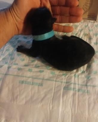 Cuccioli di pastore tedesco
