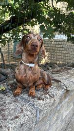 Monta bassotto