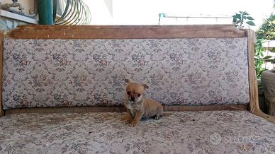 Chihuahua