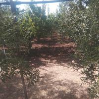 Lavoro edilizia agricoltura autista furgoni altr