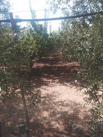 Lavoro edilizia agricoltura autista furgoni altr