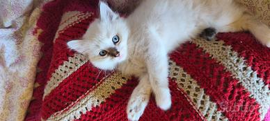 gattino Tortie Point sacro di Birmania 