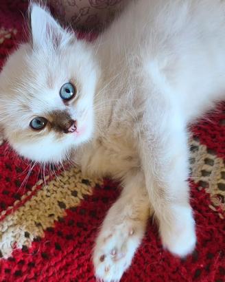 gattino Tortie Point sacro di Birmania 