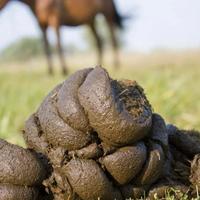 Letame cavallo