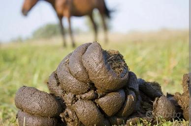 Letame cavallo