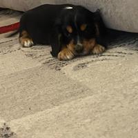 Cuccioli di cocker spaniel con Pedigree Enci