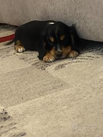 Cuccioli di cocker spaniel con Pedigree Enci