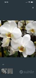 Orchidea semi