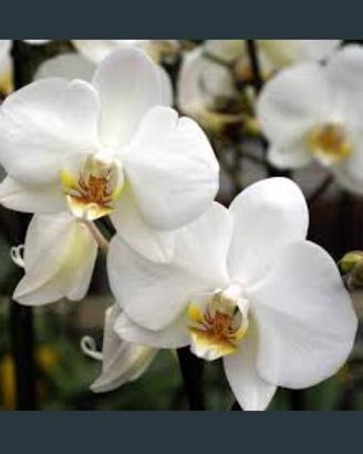 Orchidea semi