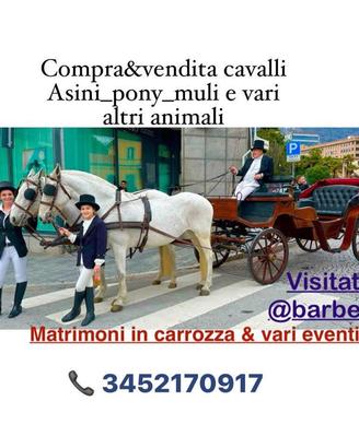 Matrimoni in carrozza o eventi