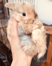 Coniglietto Ariete Nano