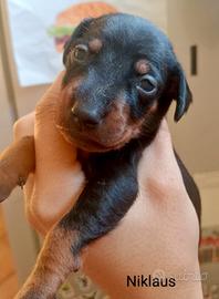 Pinscher nano
