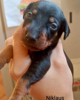 Pinscher nano