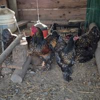 Galline Brahma Orlata, Quaglia e Millefiori