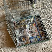 Pappagalli Calopsitta