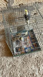 Pappagalli Calopsitta