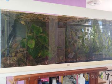 acquario juwel Rio 180