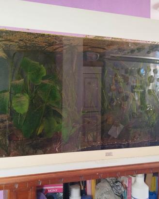 acquario juwel Rio 180