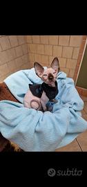 Cucciola di Canadian Sphynx