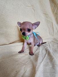 Chihuahua MICRO