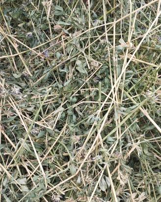 Erba medica