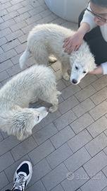 Cucciole di maremmano