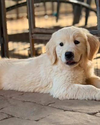 Cucciole Golden Retriever