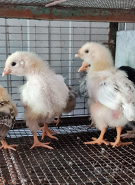 Pulcini ingrasso