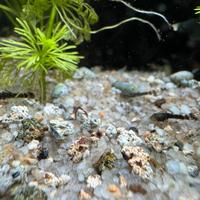 Ancistrus, Guppy e lumachine pesci acquario