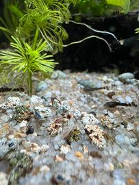 Ancistrus, Guppy e lumachine pesci acquario