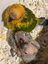 Conuri del sole allevati a mano