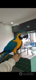 Arara ararauna