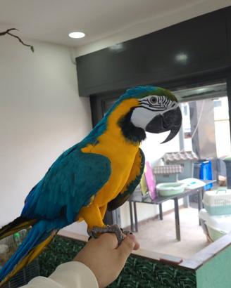 Arara ararauna