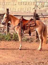 Cavalla Haflinger