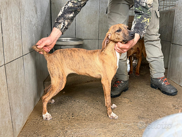 Cuccioloni segugio maremmano