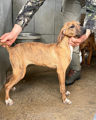 Cuccioloni segugio maremmano