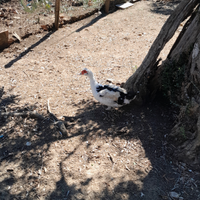 Anatre femmina pronta cova