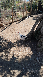 Anatre femmina pronta cova