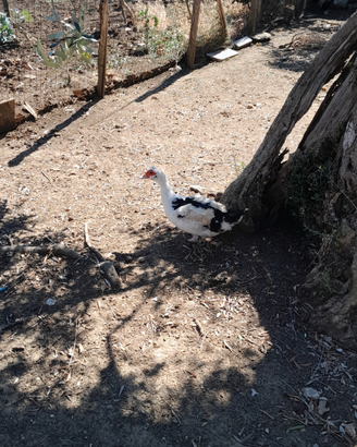 Anatre femmina pronta cova