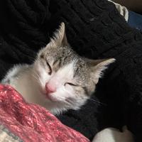 Romeo gattino maschio di 3 mesi