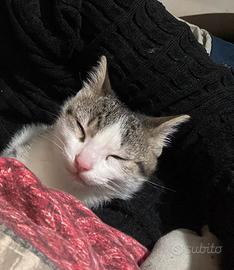 Romeo gattino maschio di 3 mesi